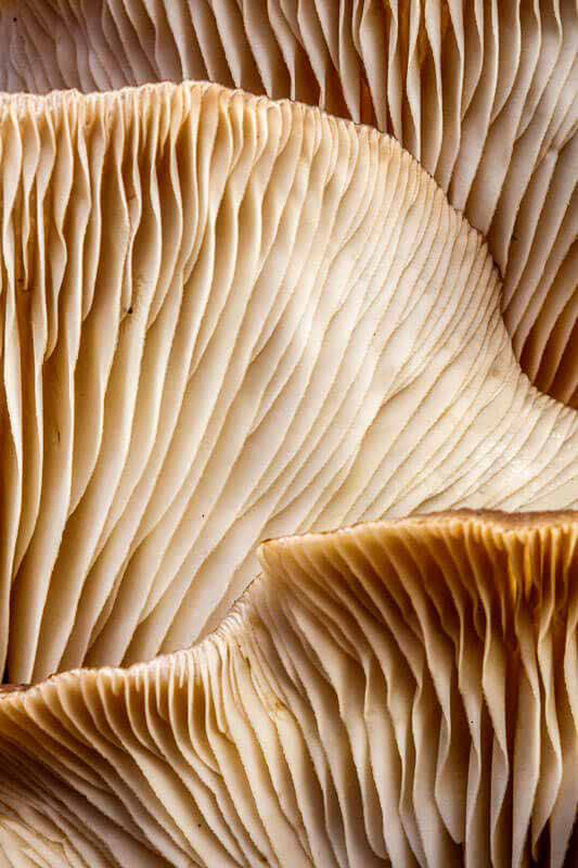 Camadas e pregas de fungo, pesquisa para a Fungus Collection
