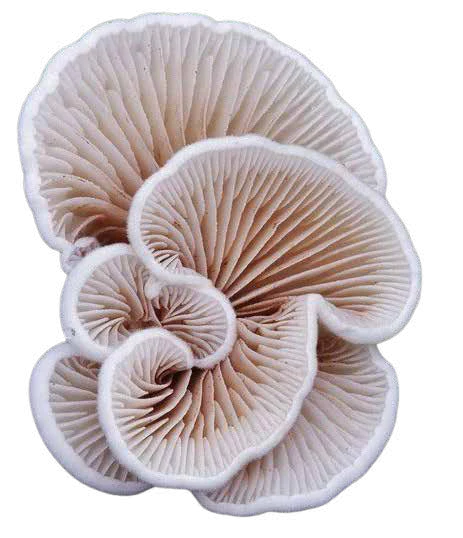 Estrutura de lâminas de fungo, pesquisa para a Fungus Collection