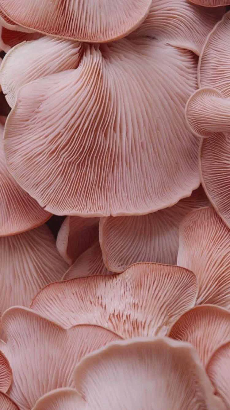 Textura de fungo, pesquisa para a Fungus Collection